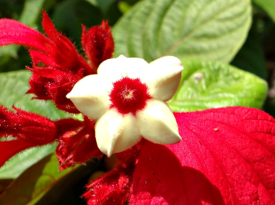 Stamen dharwad india