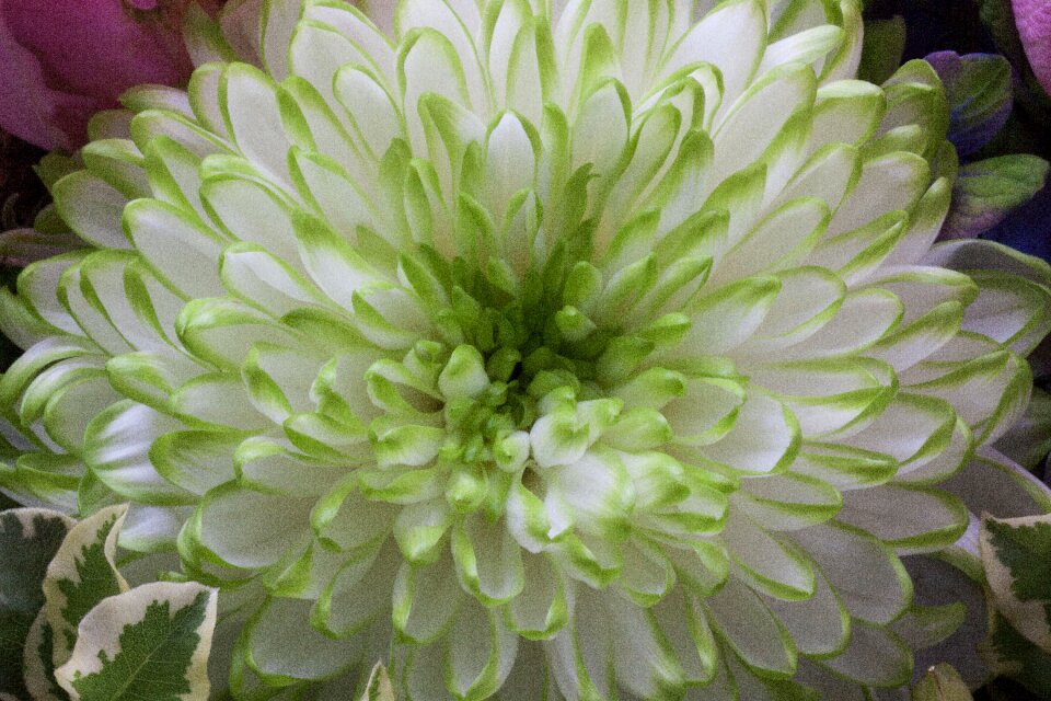 Nature plant chrysanthemum