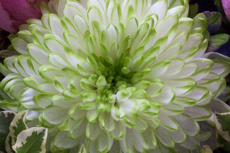 Nature plant chrysanthemum