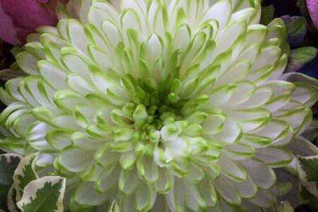 Nature plant chrysanthemum photo