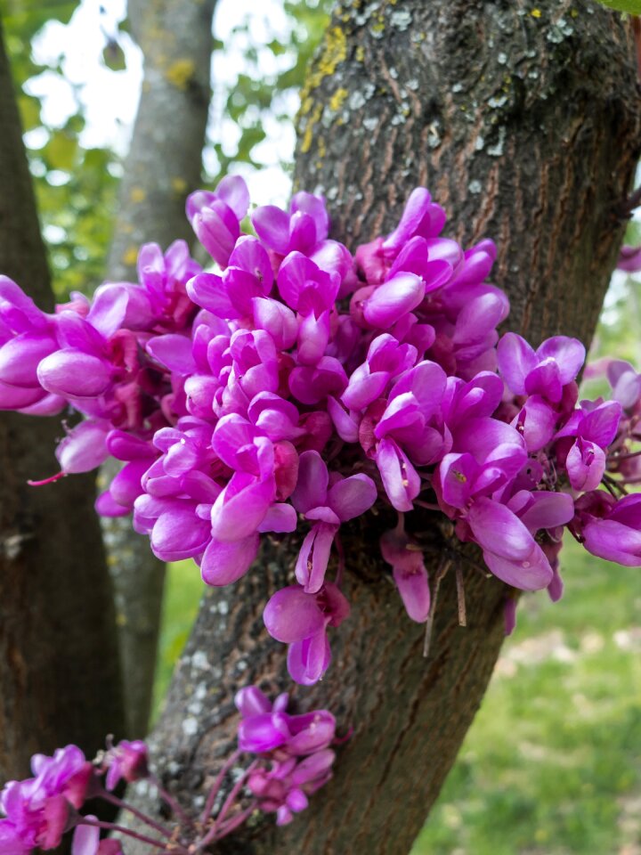 Flower garden nature