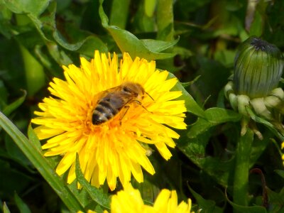 Bee sonchus oleraceus flowers