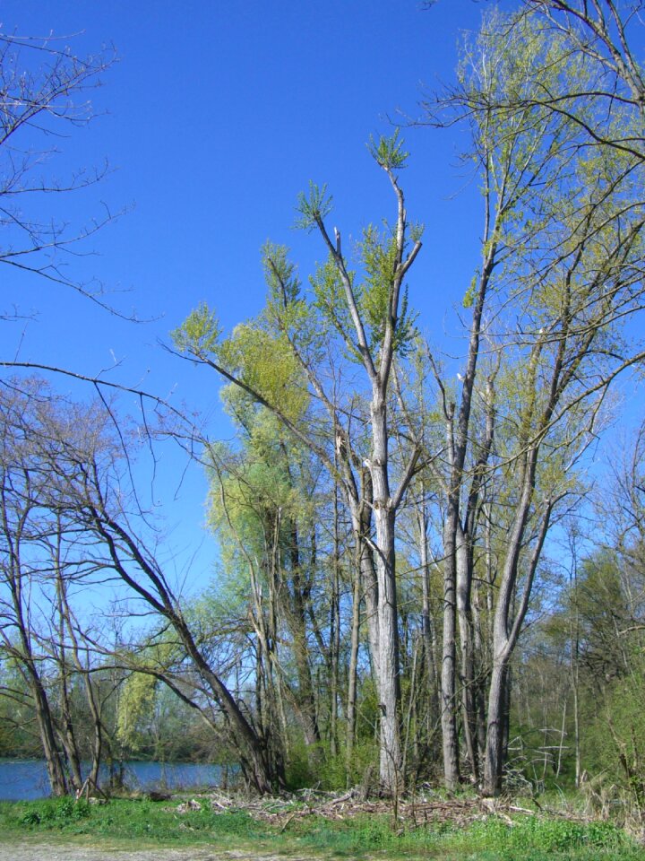 Storm damage trees storm