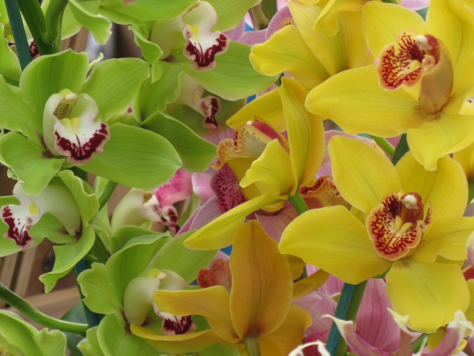 Tropical plant yellow