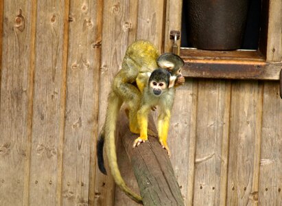 Monkey cute cebus