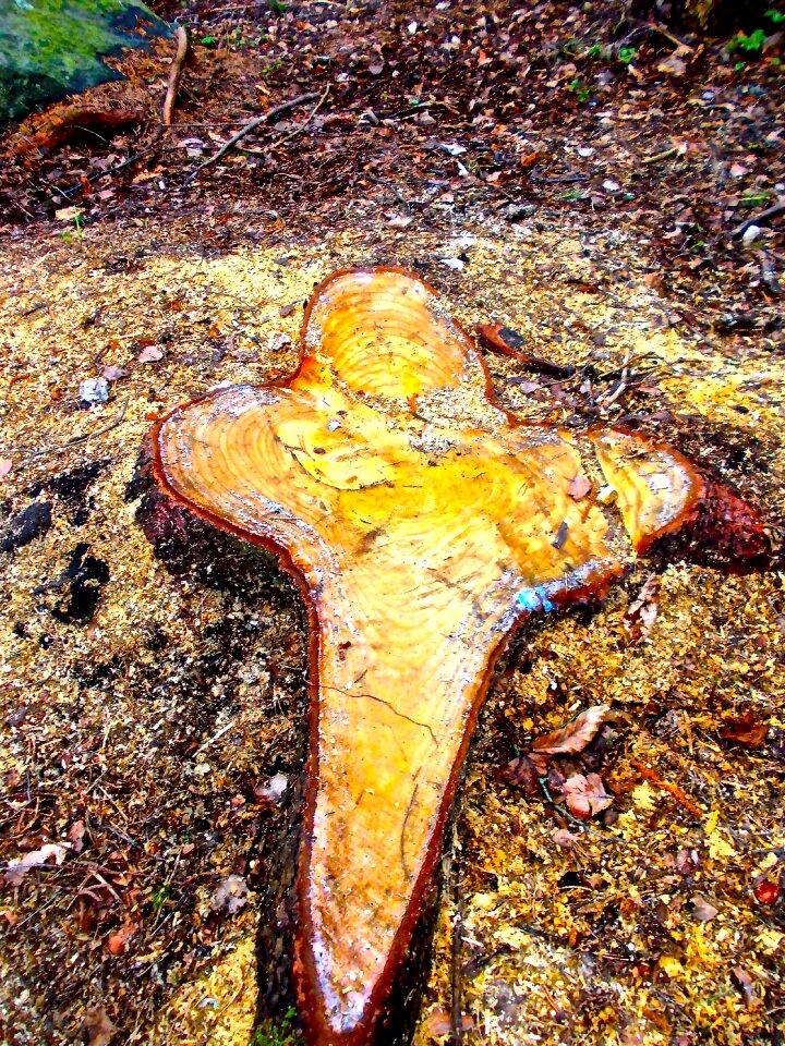 Stump forest land easter