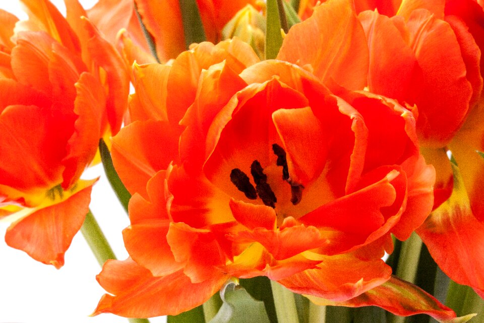 Nature flowers tulips