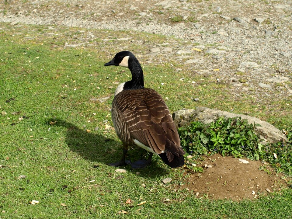 Goose bird water bird