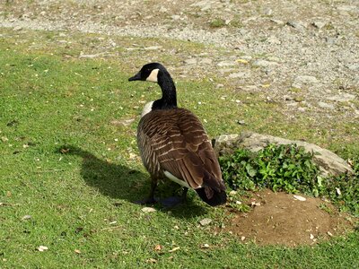 Goose bird water bird