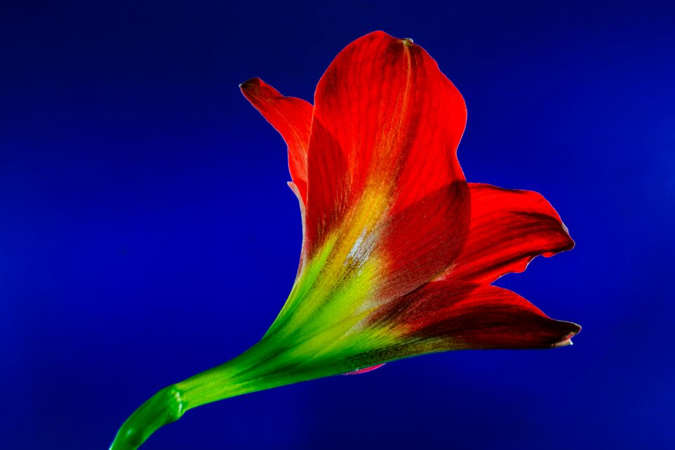 Bloom flower red