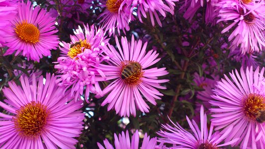 Plant bee inflorescence photo