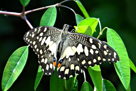 Lemon butterfly lime swallowtail small citrus butterfly photo