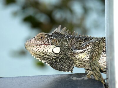 Reptile head skin