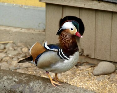 Bird water bird aix galericulata