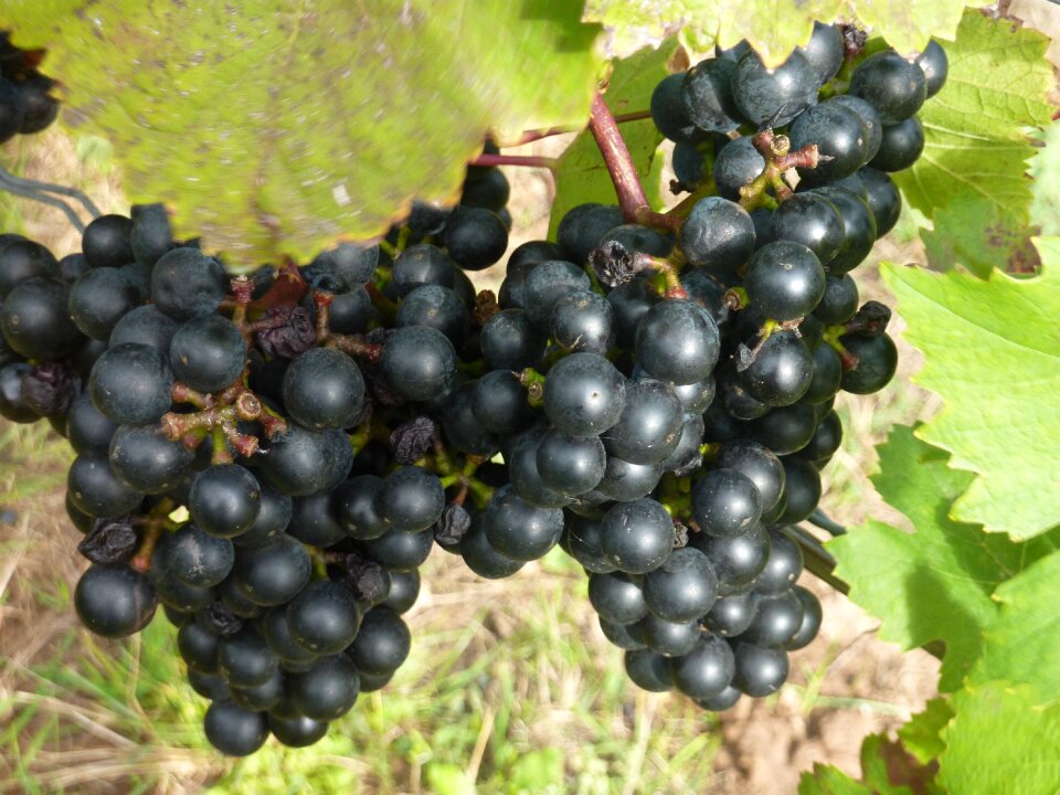 Grapevine grape rebstock