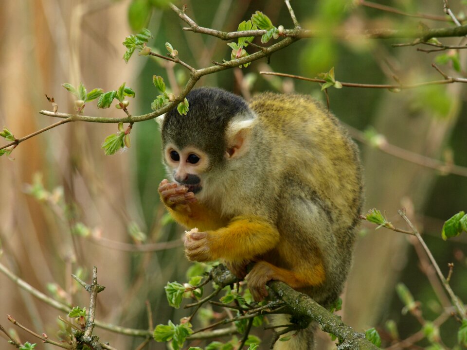 Capuchins creature cebus