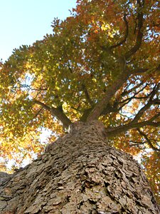 The bark foliage autumn