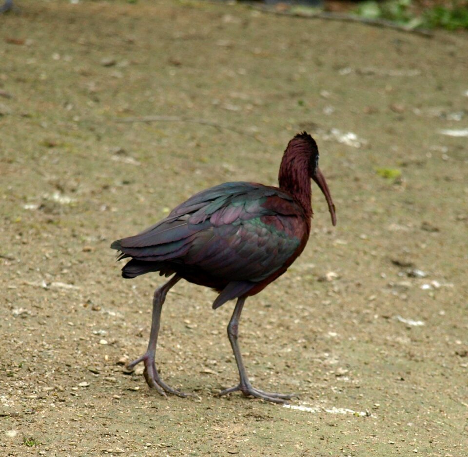 Bird bill plegadis falcinellus