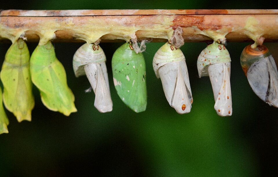 Larvae insect larvae macro photo