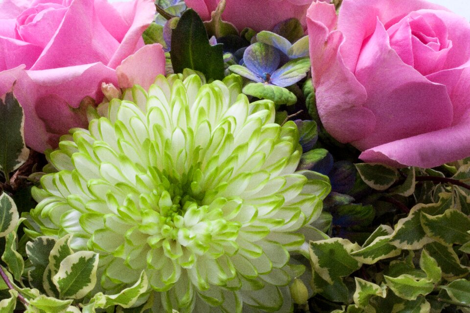 Spring nature plant