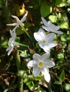 White narcissus nature plants