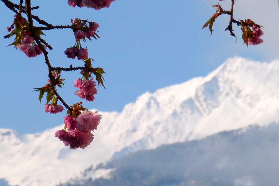 Ornamental cherry blossom bloom