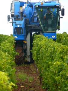 Grapes harvester vines