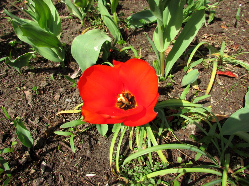 Blossom petal remembrance