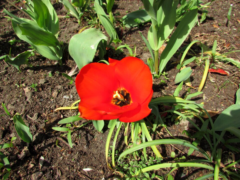 Blossom petal remembrance photo