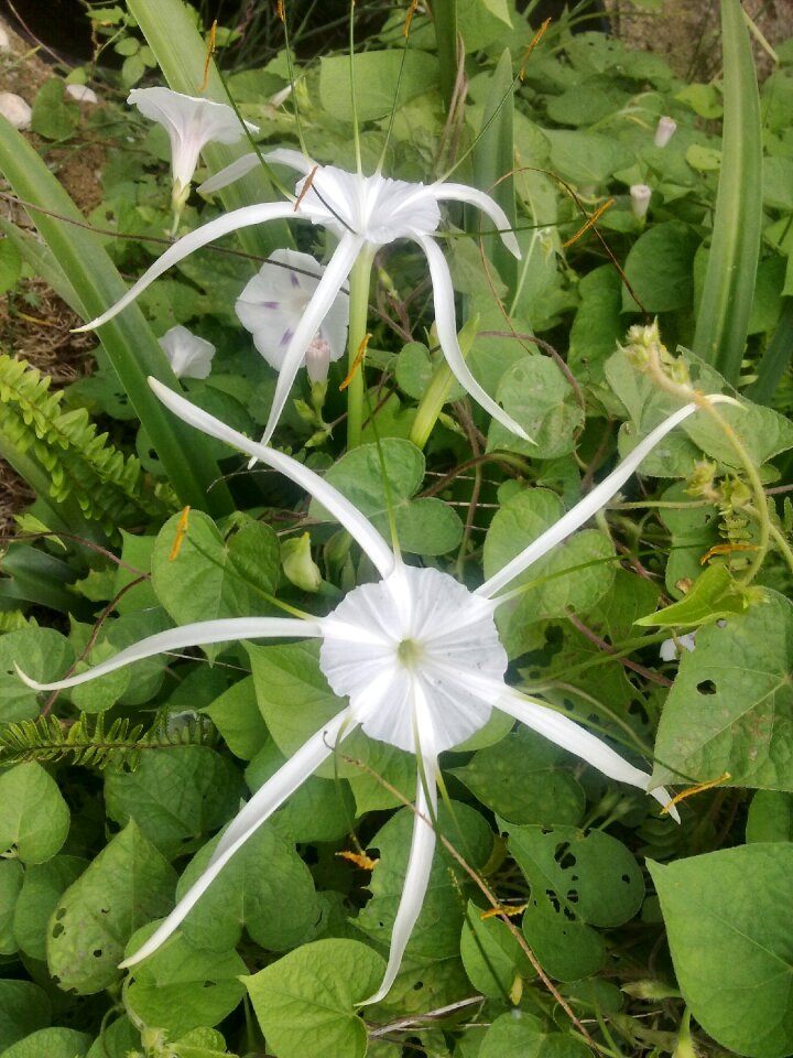 Nature plants garden