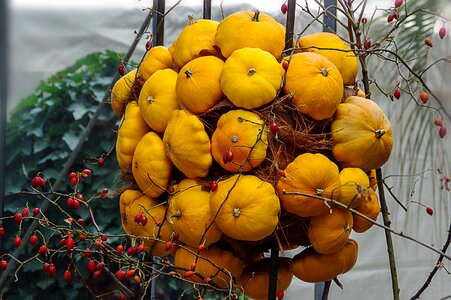 Autumn decoration yellow