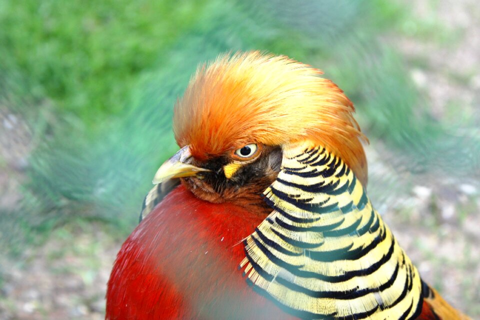 The head of the beak pen