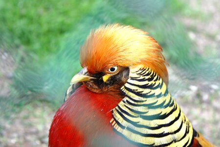 The head of the beak pen