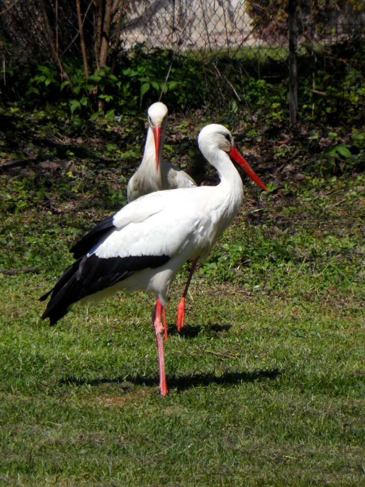 Birds meadow animals