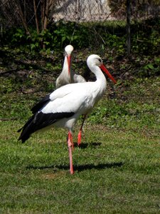 Birds meadow animals