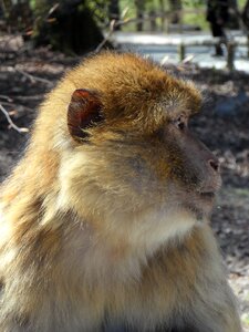 Animal animal portrait face
