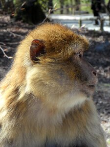 Animal animal portrait face photo