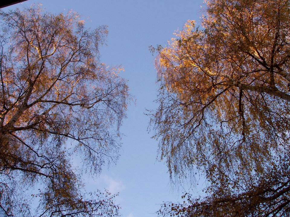Trees forest berlin