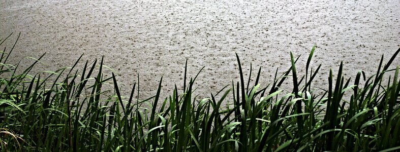 It's raining reeds pond
