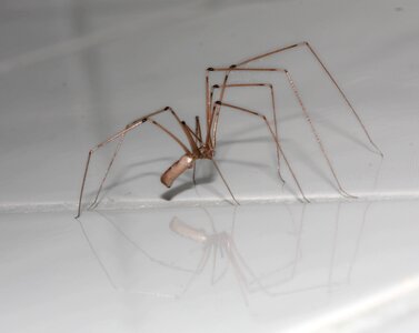 Legs insect arachne