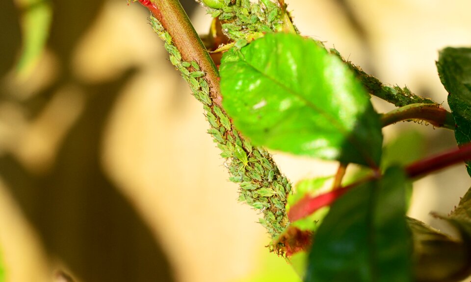 Red eye insect creatures