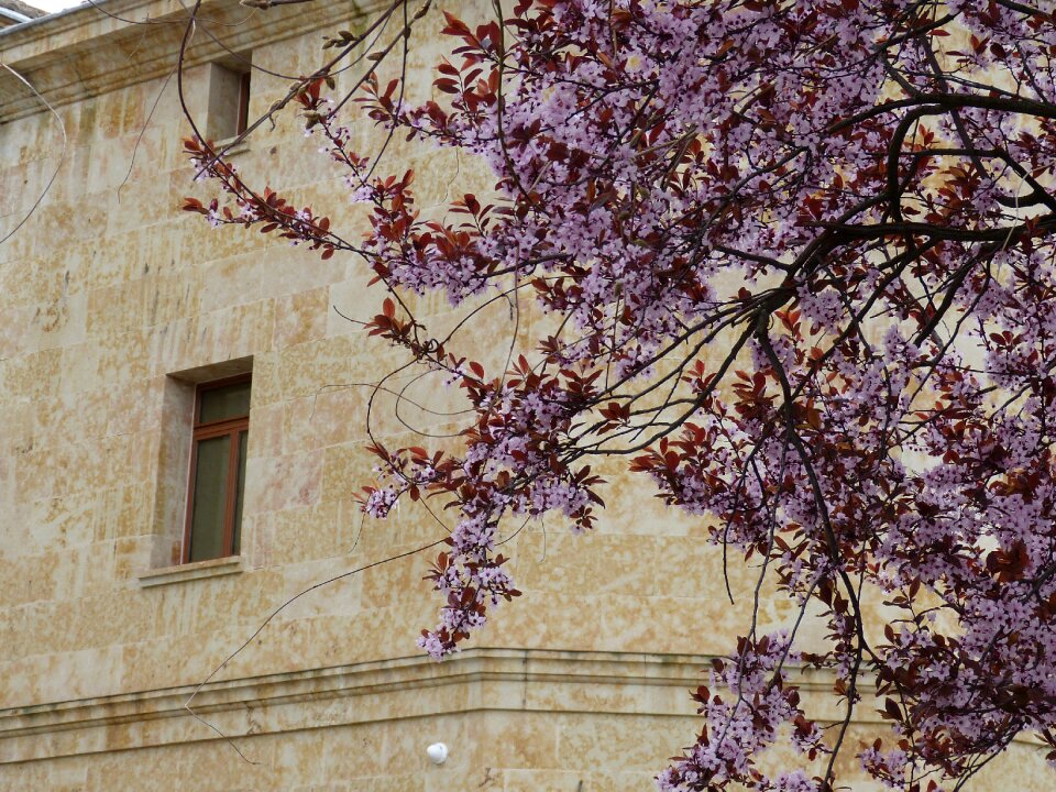 Tree blossom bloom
