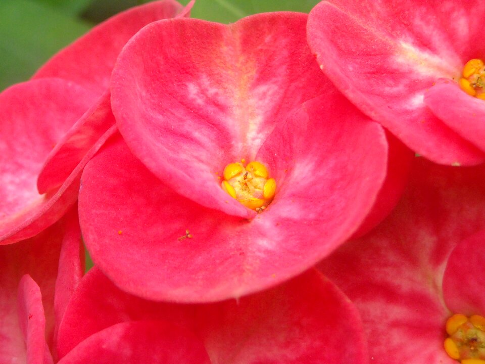 Ephorbia flowers red