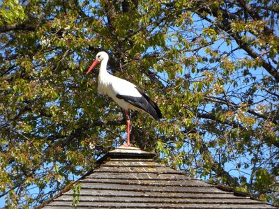 Housetop house spring