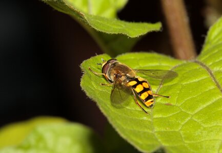 Insect wing compound