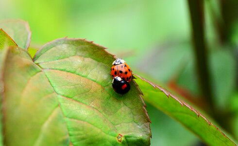 Ladybird harmonia axyridis ladybug photo