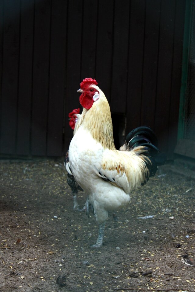 Domestic fowl the hen bird