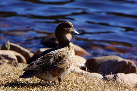 Anas strepera waterfowl duck