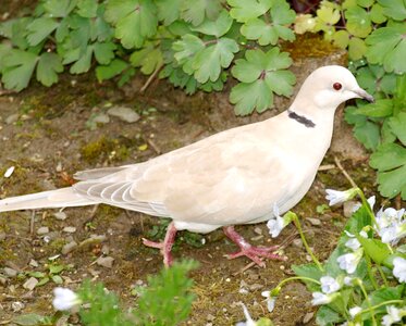Dove bird streptopelia decaocto