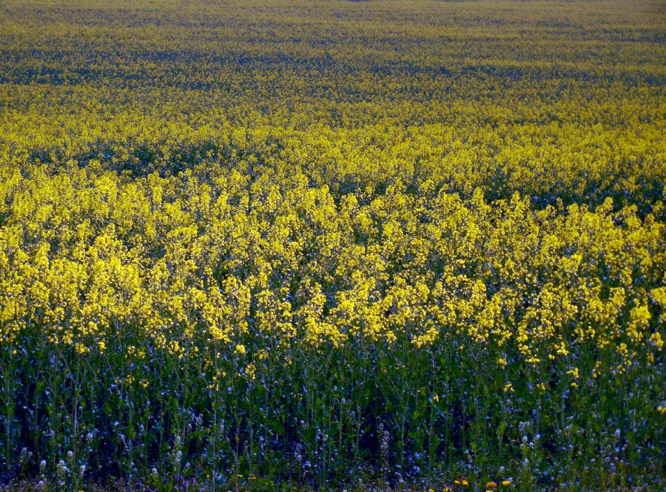 Renewable energy landscape oil